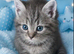 4 beautiful maincoon bengal kittens 12 weeks old 2 girls 2boys