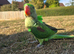 Alexandrine