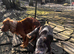 Proven Cocker Spaniel