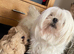 Female adult Maltese