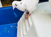 Baby Fantail Pigeons