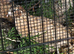 3x Quail Males