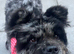 Girl and boy beautiful dogs