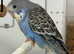 Hand Tame Boy Budgie Chick Ready Now