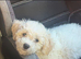 Teddy toy poodle