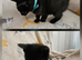 Lovely kittens looking for 5* homes