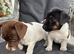 Jack Russel pups