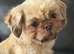 Imperial kc Shih Tzu