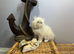 Ready Now. 3 blue colourpoint Persian kittens (M)