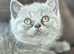 8 British Short Hair Kittens Available grey / blue