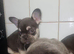 Kc reg French bulldog puppies