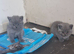 4 Beautiful BSH kittens