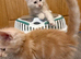 GCCF Maine Coon Kittens. Delivery it's available!