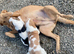 Beagle x Labradors