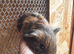 Male guinea pig