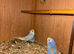 Rainbow Budgies’s for sale