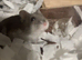 Dwarf hamster