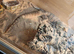 Bearded dragon