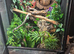baby Crested gecko full setup