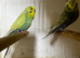 3 nice pair budgies for sale