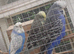 Adult budgies show type blue