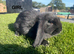 Mini Lop Kits