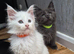 Beautiful white Maine coon kittens