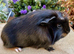 A pair of baby boars ( boys)
