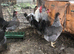 CREAM LEGBAR HATCHING EGGS FOR SALE
