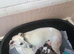 Kennel club registered pups due on 23rd October