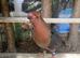 2 pairs of Archangel pigeons