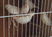Sattinet canaries