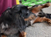 Kc Dapple long hair mini Male puppy