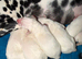 Kc Dalmatian puppies