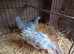 A Pair of Fantail Bantams