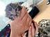 4 beautiful Kittens for