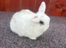 Stunning mini lops