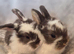 Quality baby french lops pedigree