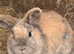 4 female rabbits