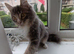 Male maine coon