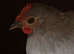 Lavender pekin rooster