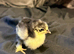 Black pekin bantam chick