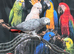 Congo African grey