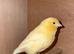 Lovely proven pair of red factors , job lot with breeding cage !