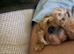Gorgeous Cavapoo puppy one left!!