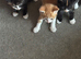 Beautiful kittens - Ready Now