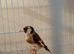One Goldfinch female for sale