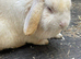 Mini lop adult rabbits