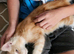 Active GCCF Red kitten Girl