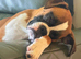 Boxer puppy